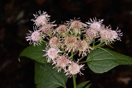 Brickellia cordifolia #1